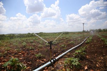 Produção da irrigação pública estadual cresce 60% e recebe investimentos do Pró-Campo