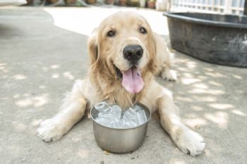 Verão: veterinário alerta sobre cuidados com os pets na estação mais quente do ano