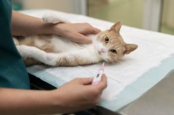 Veterinária explica importância das clínicas exclusivas para gatos