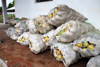 Mais de 60 toneladas de alimentos produzidos no perímetro irrigado de Lagarto são doados