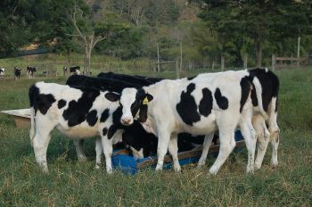 Produtores de leite do alto sertão unem forças em audiência pública