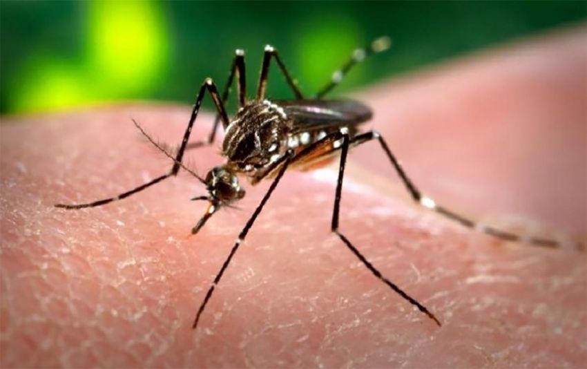 Sergipe registrou 73 casos confirmados de dengue, chikungunya ou zika em 2020