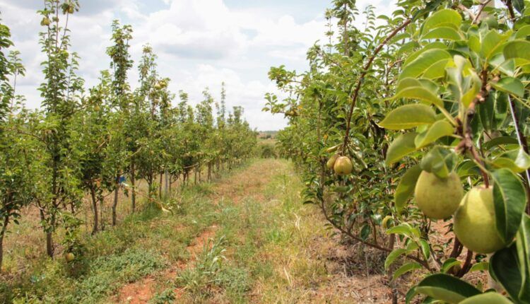 Canindé produz uva e pera com parceria entre Embrapa e Cohidro