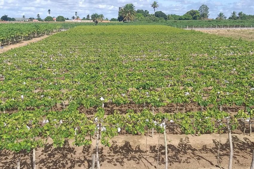 Em Lagarto, agricultor irrigante desafia clima no plantio de espécies frutíferas incomuns