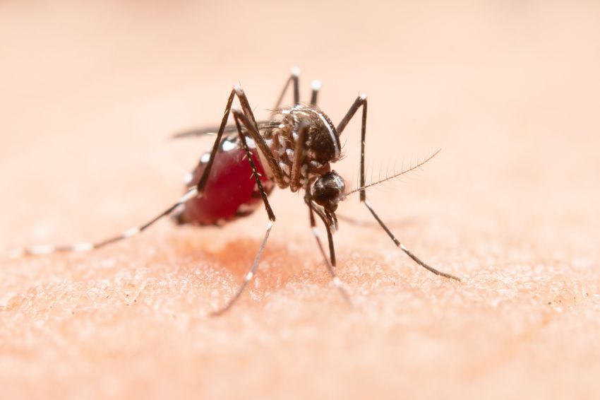 “O controle da proliferação do mosquito Aedes aegypti é uma responsabilidade também da população”, diz especialista