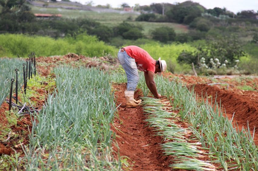 Alto Sertão produz toneladas de hortaliças irrigadas para Sergipe e estados vizinhos