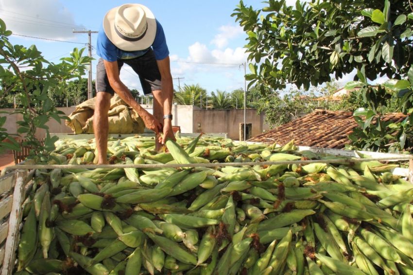 Sergipe segue como o 4º maior produtor de milho do Nordeste, diz IBGE