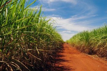 Capela será a capital sergipana da cana-de-açúcar
