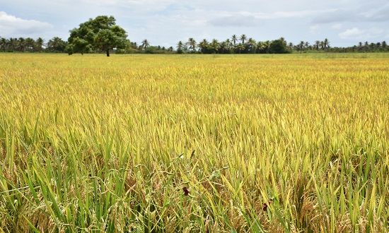 Governador entrega sementes de arroz no Baixo S. Francisco